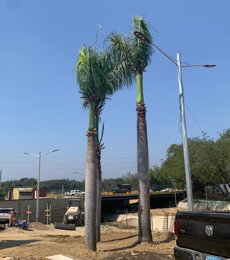 Alrededor de 30 árboles han sido trasplantado en Santiago