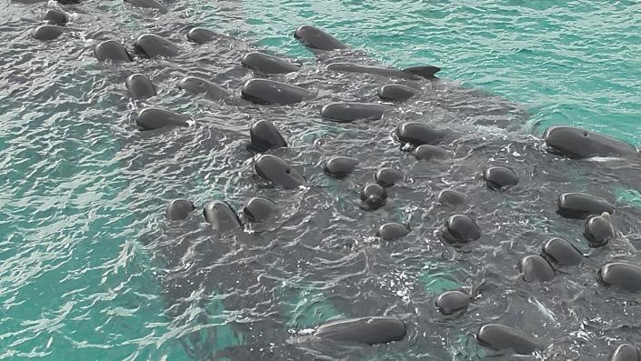 ballenas piloto