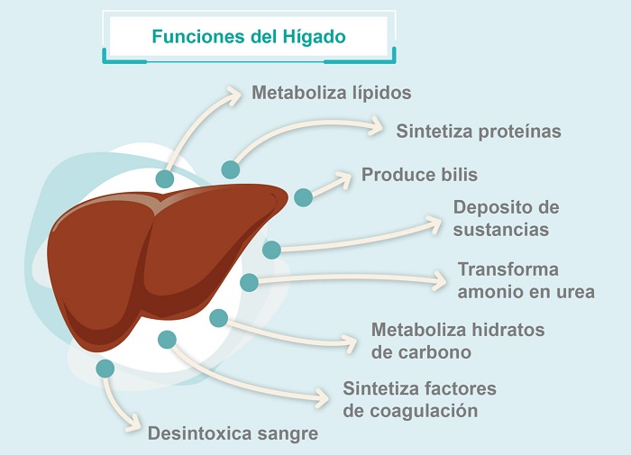 Cuál es la función del hígado