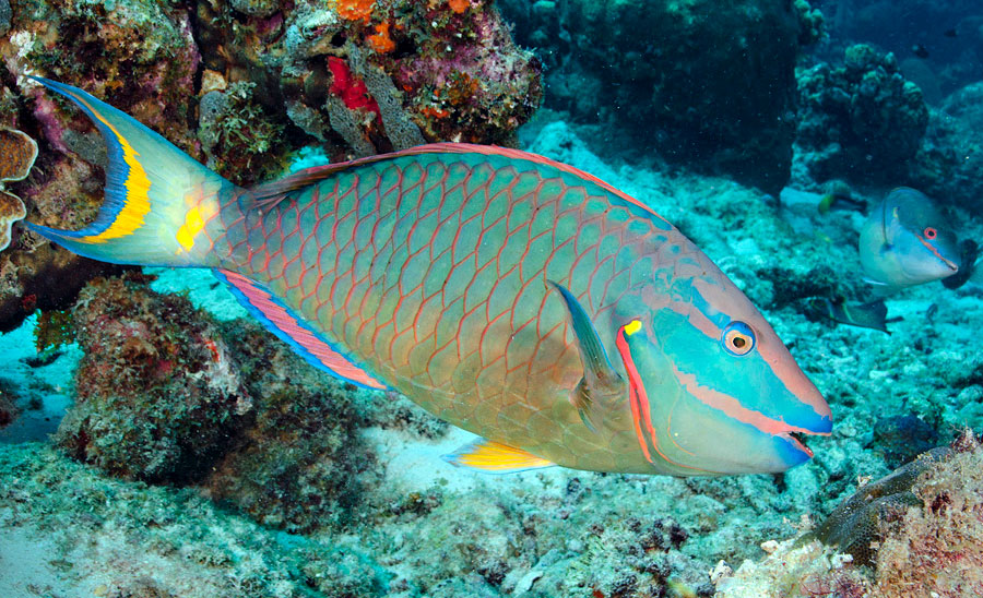 Prohíben el uso, en todo el territorio nacional, de compresores de buceo para la pesca diurna o captura nocturna de especies acuáticas.
