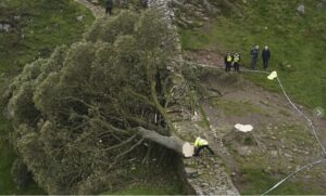 arbol