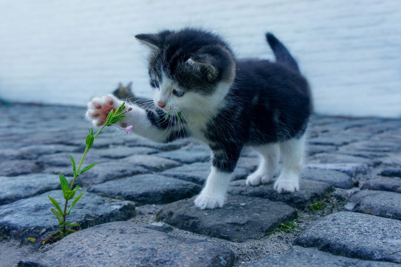 Australia le declara la “guerra” a los gatos para salvar a sus animales nativos