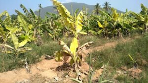 platanos