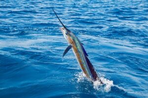 Sailfish,Jumping,Out,Of,Water