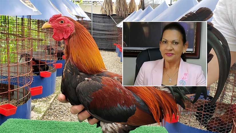 Roban de la residencia de gobernadora de Espaillat gallos valorados en más de 100,000 dólares