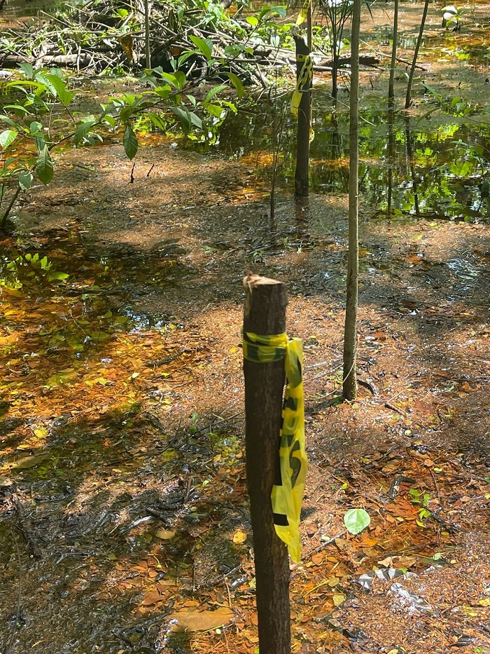 Medio Ambiente investiga corte de ocho árboles por la alcaldía de SFM