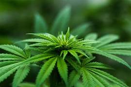 Apresan a futbolista por traficar con 700.000 euros de cannabis