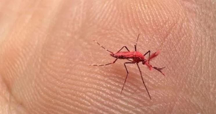 mosquitos colorados