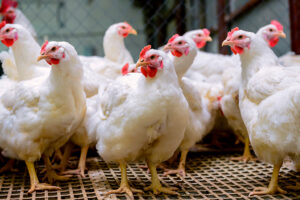 pollo-vivo-