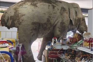elefante salvaje