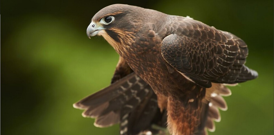 Una rapaz que no duda en devorar a sus oponentes gana la elección anual de aves de Nueva Zelanda