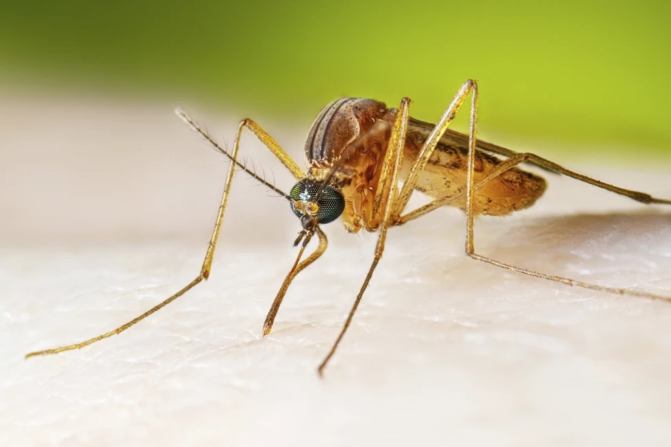 Los casos del virus del Nilo Occidental suben en EEUU y generan alertas sanitarias