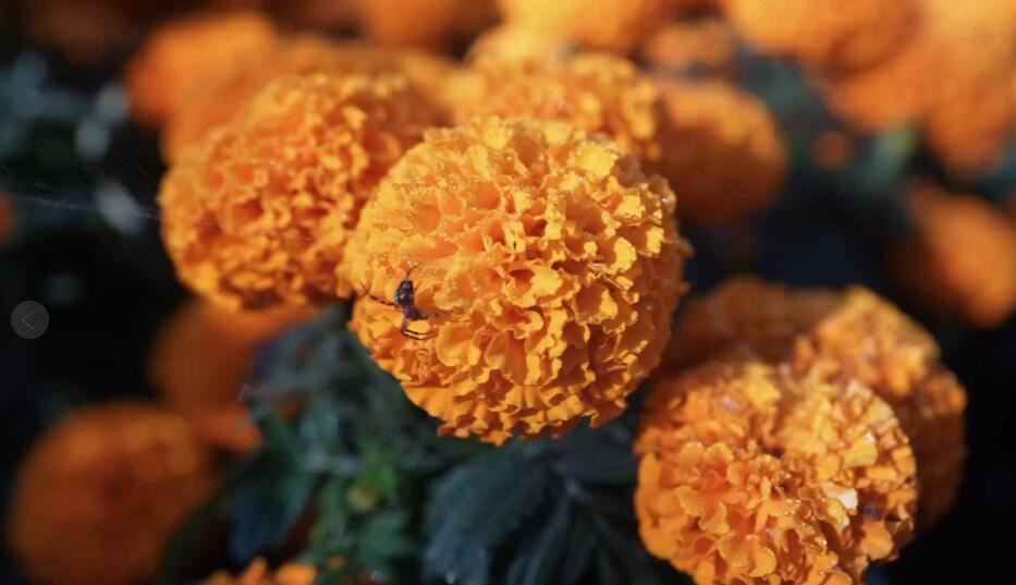 Esta flor naranja cubre México durante el Día de Muertos. El cambio climático la está poniendo en riesgo