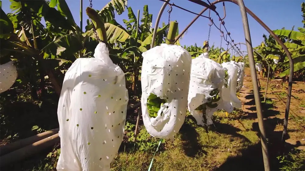 La Cruz de Manzanillo opera a solo 12.9% de capacidad, dice Rodríguez Pimentel