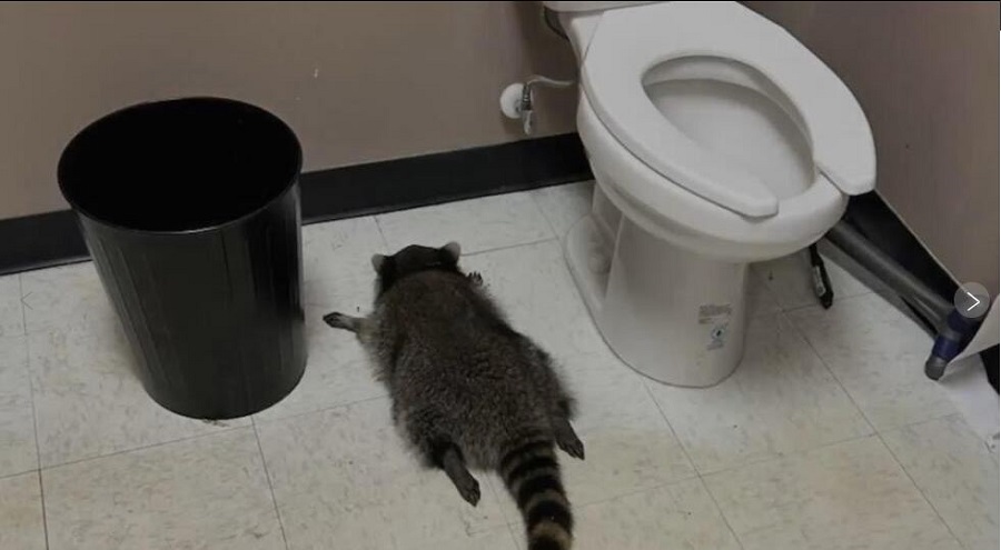 Mapache empieza a celebrar la navidad; se emborracha en una licorería de Virginia y se desmaya en el suelo del baño