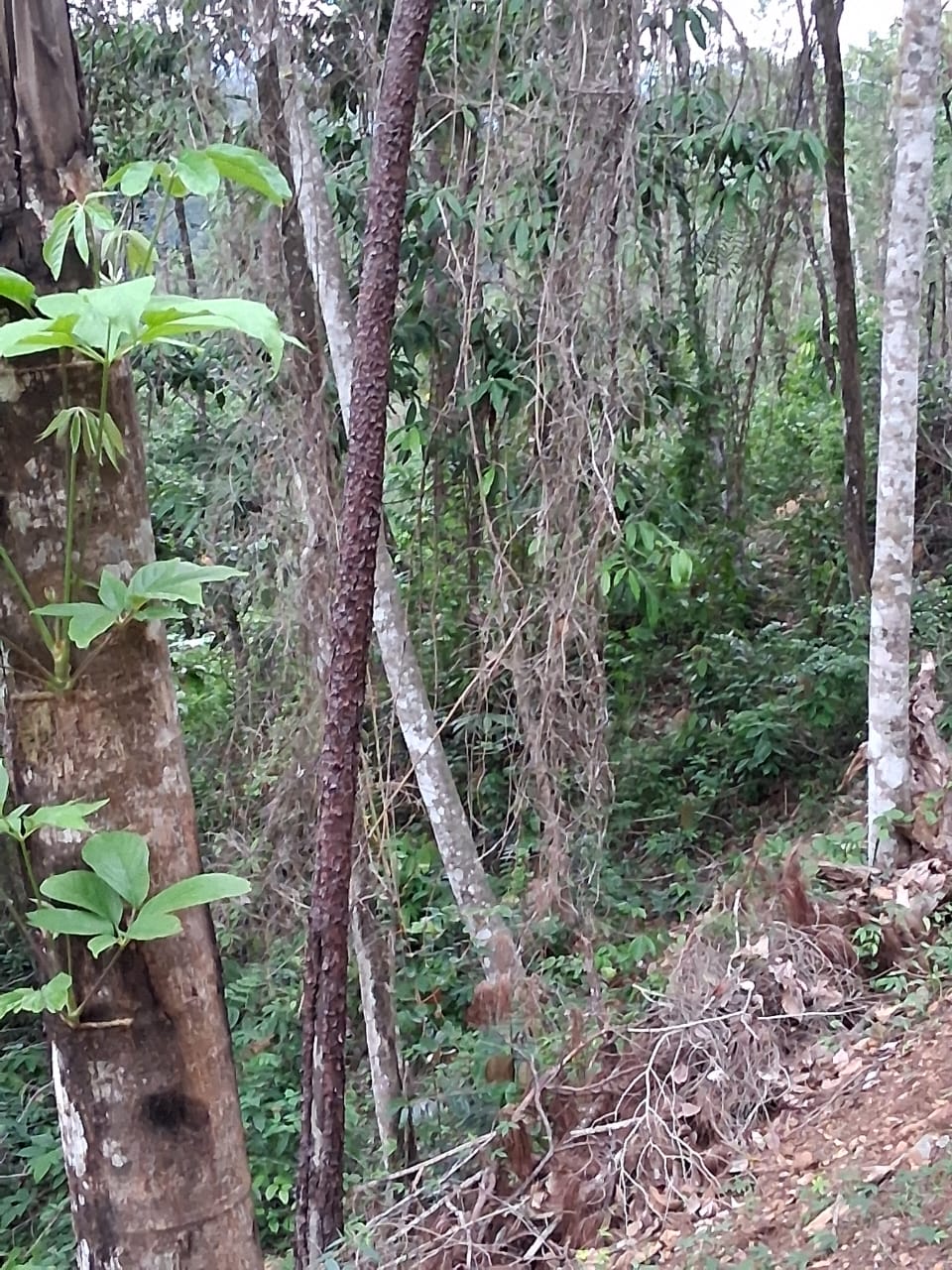 Senador Antonio Marte y comunitarios de Villa Los Almácigos denuncian tala indiscriminada de pinos