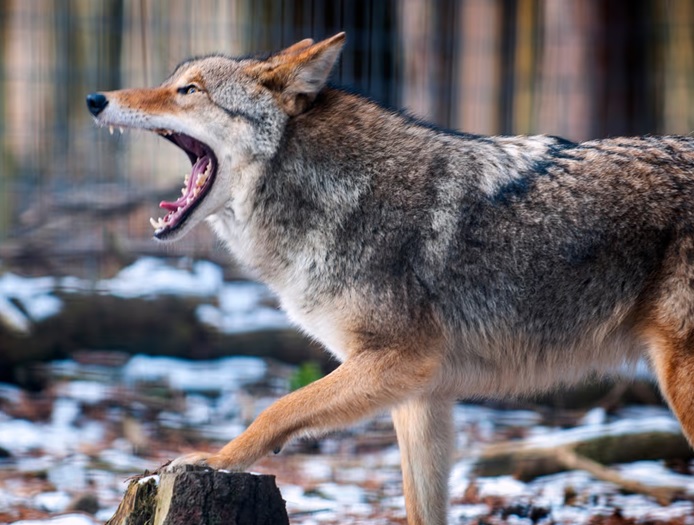Coyote ataca a tres personas y seis perros en Westchester; en el lugar residen familias dominicanas