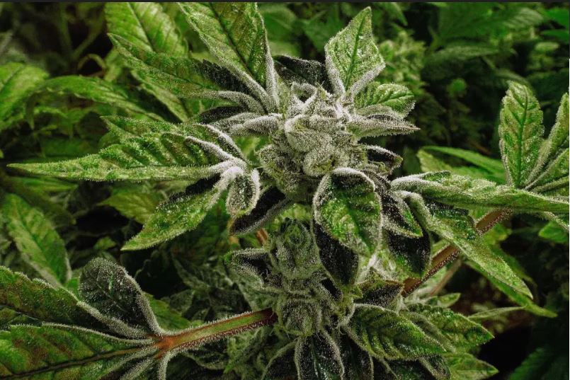 Gobierno de Trump reclasifica la marihuana medicinal como droga menos peligrosa, un cambio histórico