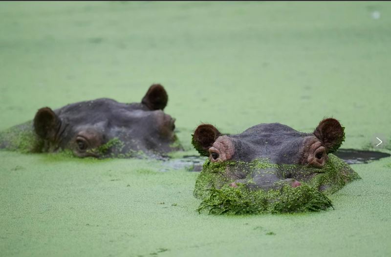 Eutanasia a descendientes de hipopótamos de Pablo Escobar divide a Colombia. ¿Control o crueldad?