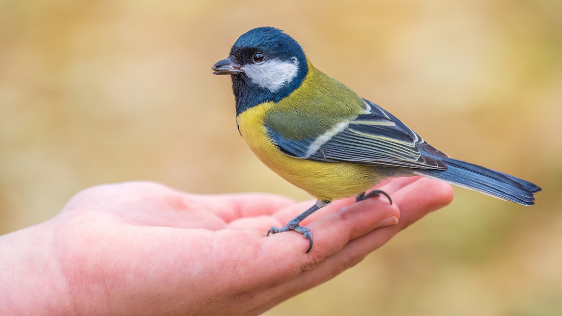 Descubren un inesperado comportamiento de las aves respecto a las mujeres