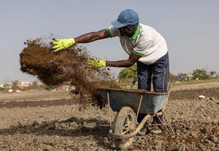 La guerra con Irán obliga a agricultores a buscar otros fertilizantes, del estiércol al compost