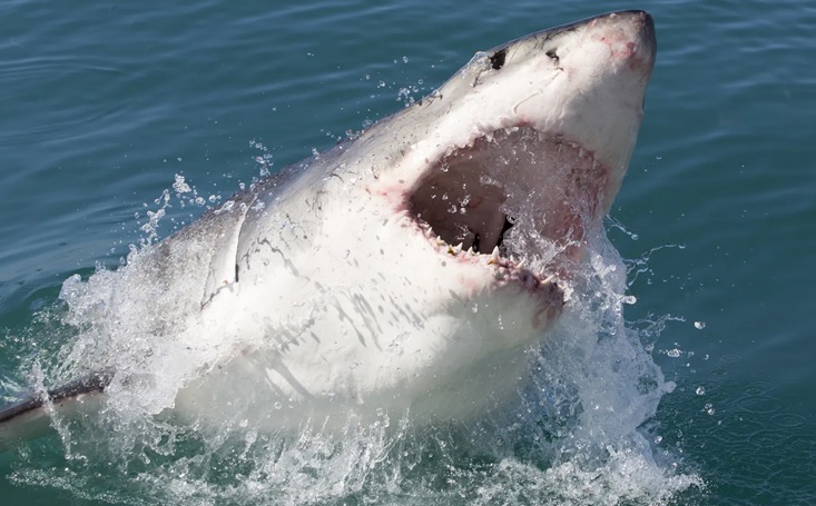 Aparecen tiburones en el área de NY, donde acuden dominicanos como bañistas