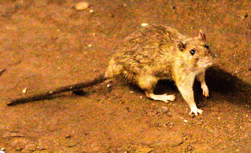 Presunto brote del raro hantavirus en un crucero en el océano Atlántico causa 3 muertes