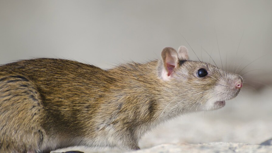 Salud Pública dice que no hay evidencia de circulación de hantavirus en el país