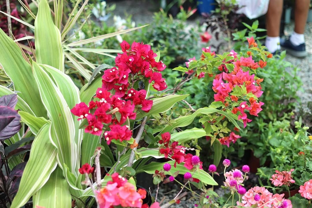 Jarabacoa celebra los 15 años del Festival de las Flores con una edición histórica