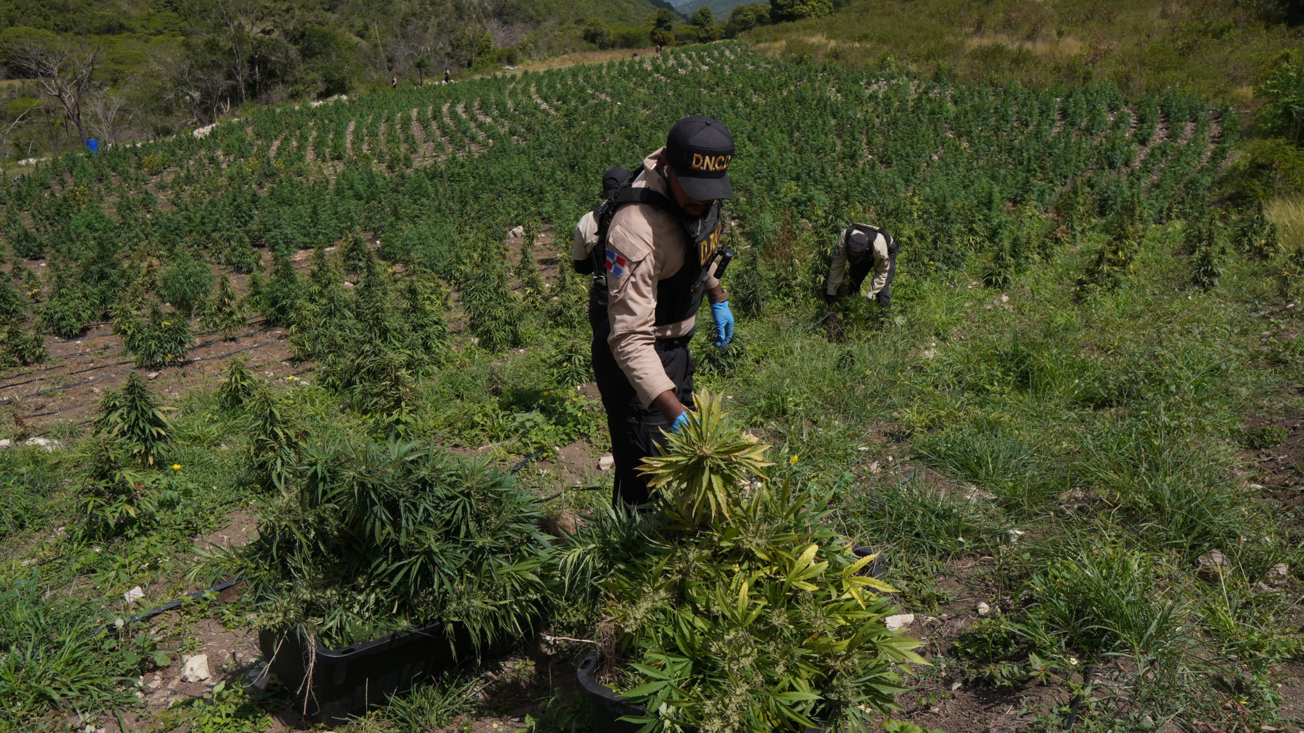 Desmantelan plantación de marihuana Y arrestan tres personas en Ocoa