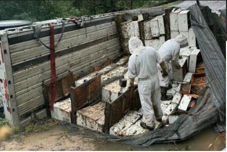 Millones de abejas melíferas escapan en Texas tras choque de camión que transportaba colmenas