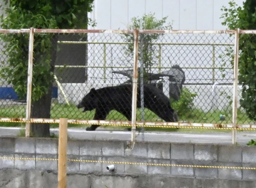 Oso hiere a cuatro personas en zona residencial de Japón