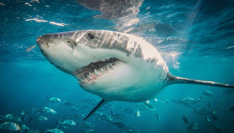 Tiburones merodean playas NY, dominicanos concurren y uno mordió a bañista