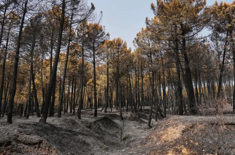 Bomberos combaten uno de los mayores incendios de España durante ola de calor en el Mediterráneo