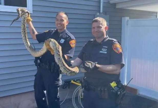 Atrapan culebra de 8 pies de largo debajo del piso de casa con familia en Nueva Jersey