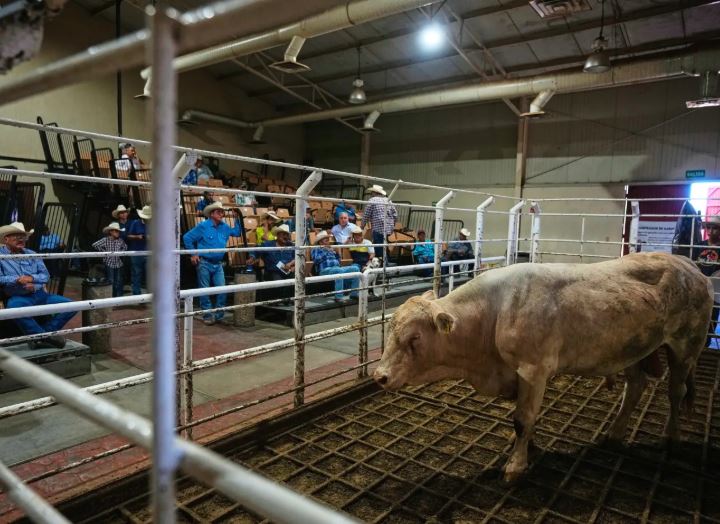 México reanuda venta de ganado a EEUU bajo fuerte control y riesgo de la plaga del gusano barrenador