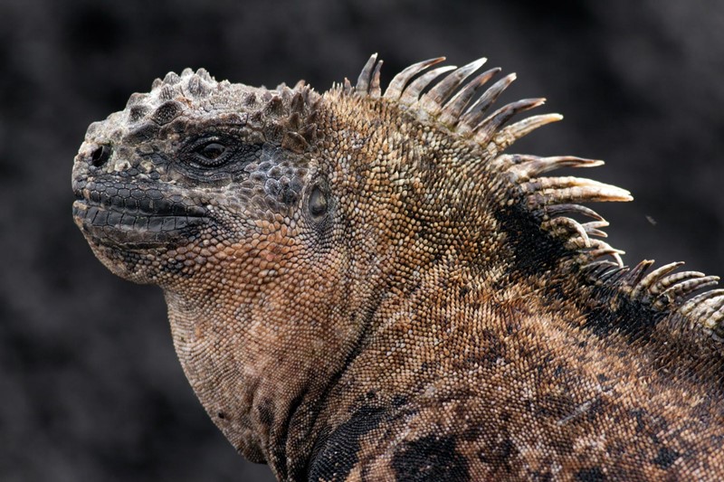 Autoridades ecuatorianas confiscan 32 iguanas marinas y arrestan a una mujer rusa