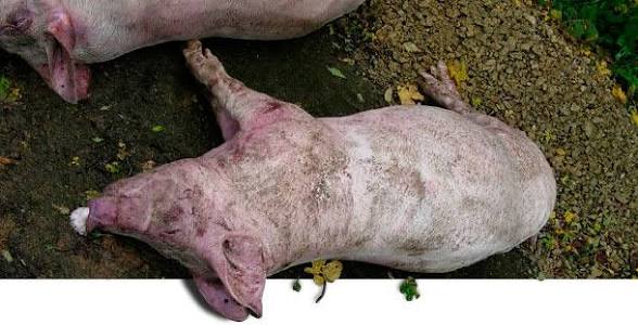 Criadores de cerdos de Capotillo alertan por muertes de animales con síntomas sospechosos