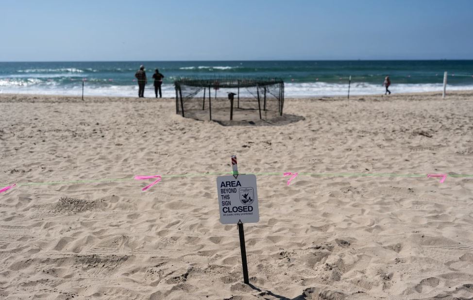NOAA dice que nidos de tortuga marina en California son una novedad en la costa oeste de EEUU