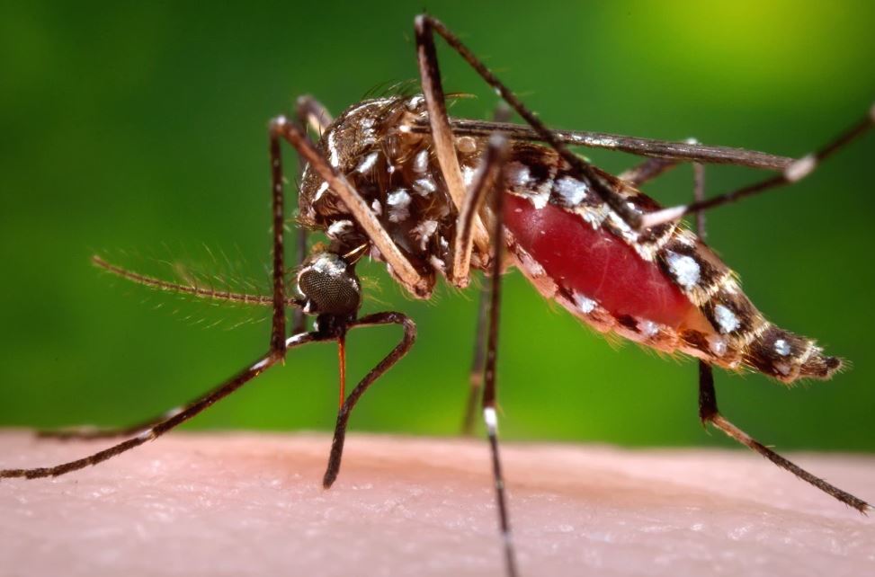 Brote de dengue registra más de 250 casos en Florida el mayor en los Estados Unidos