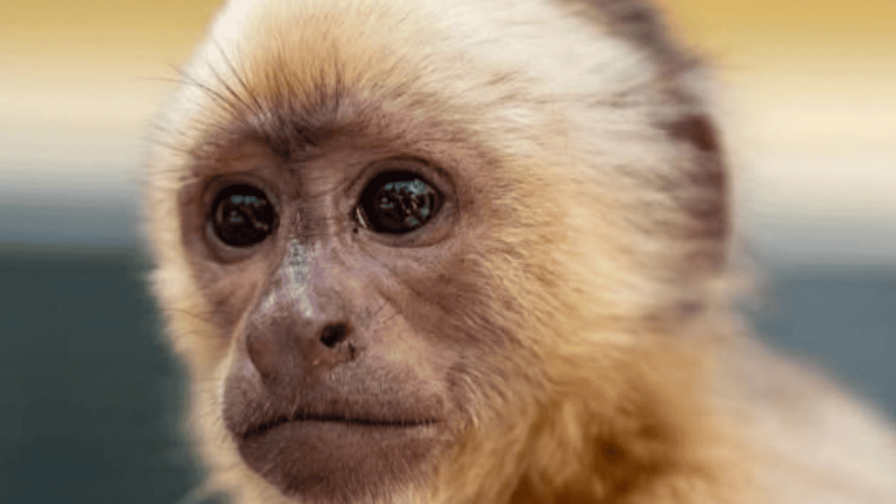 Autoridades trasladan al Zoológico al “narcomono” incautado en las costas de Baní