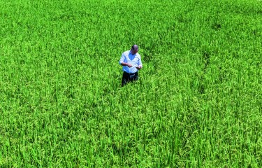 Poder Ejecutivo elimina protección al arroz tras planteamiento de Estados Unidos